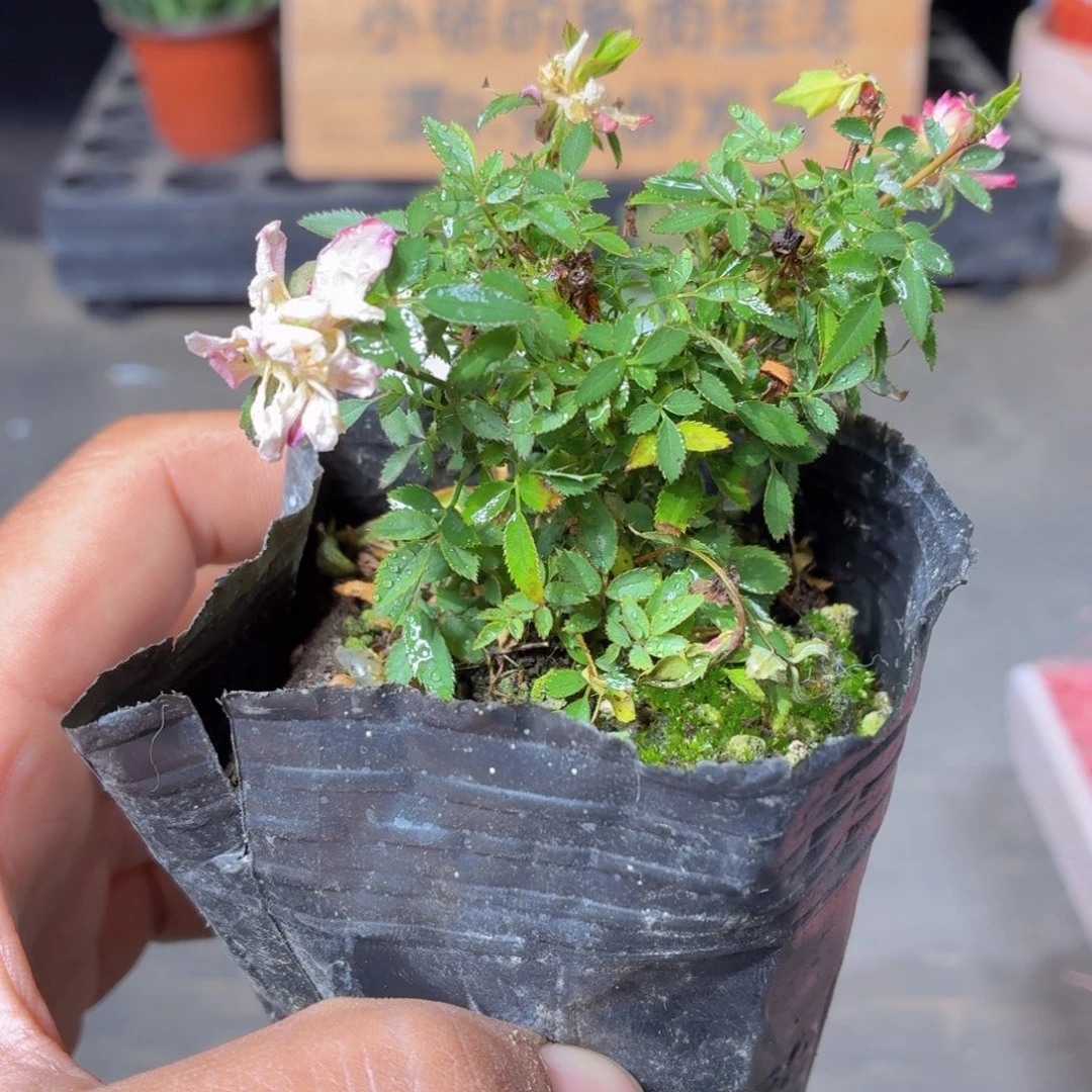 正版姬乙女月季9.9包邮发货