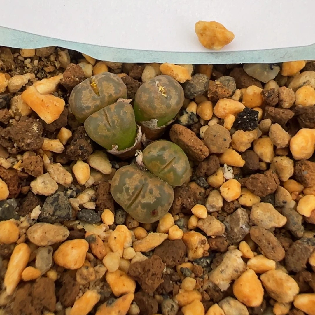 23-125肉锥多肉植物