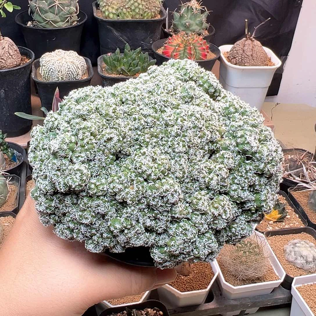 无花朵长城娇丽石化群一颗
