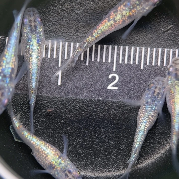 海水鱼短体蓝宝石3号