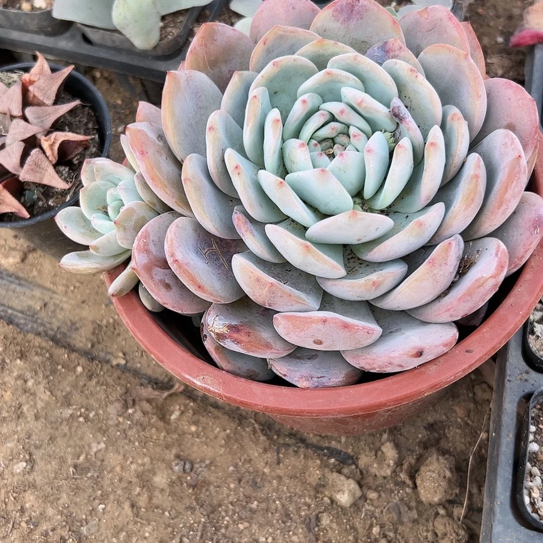 多肉植物大颗橙梦露
