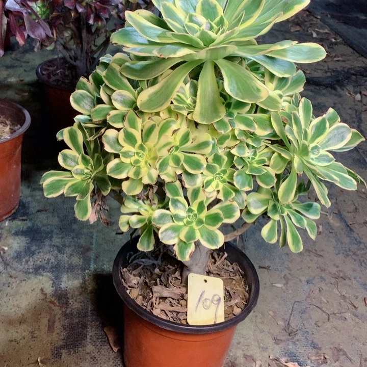 109保时捷多肉一物一拍～