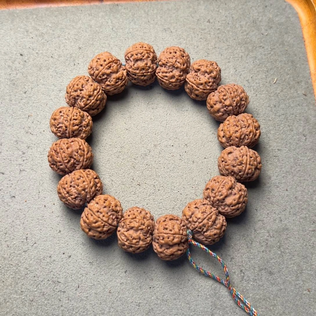 菩提25号金刚菩提安娜飞碟梅花19