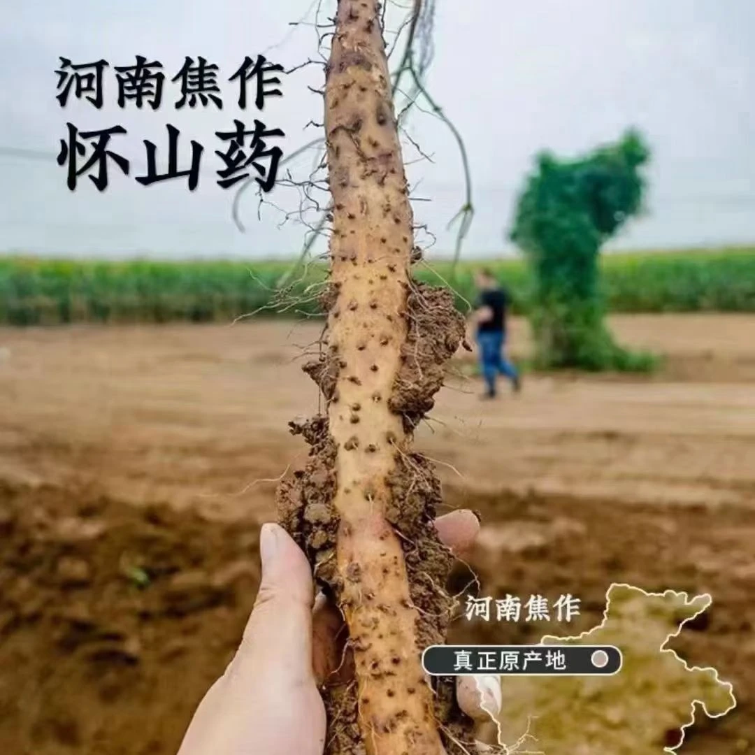 河南温县垆土地铁棍山药新鲜原产地发货