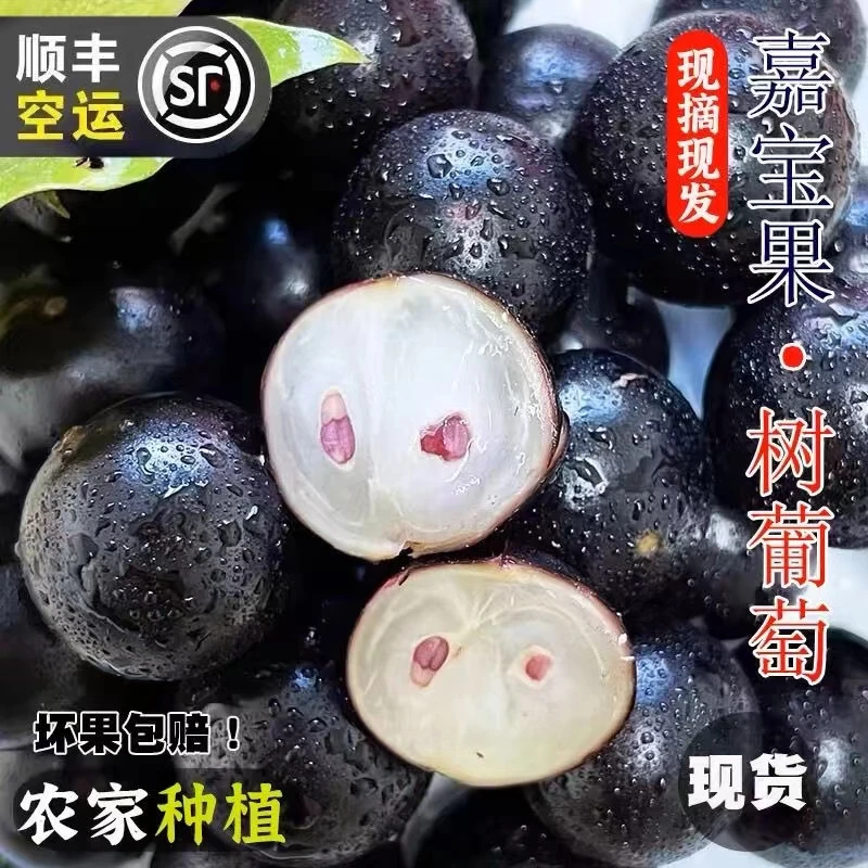 嘉宝果树葡萄黑提葡萄水果稀有罕见水果孕妇水果牛奶嘉宝果蓝宝石