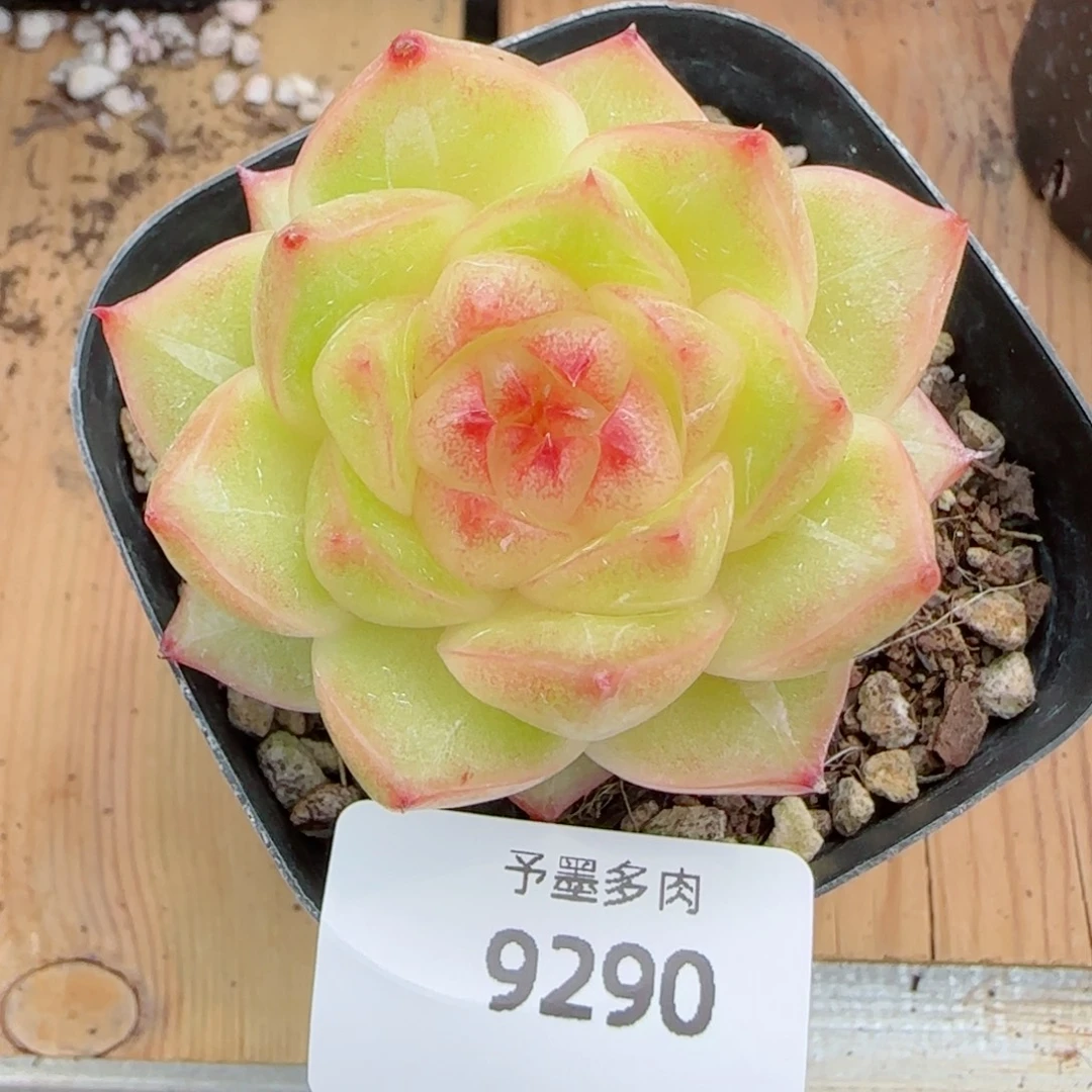 雀金，9290多肉植物