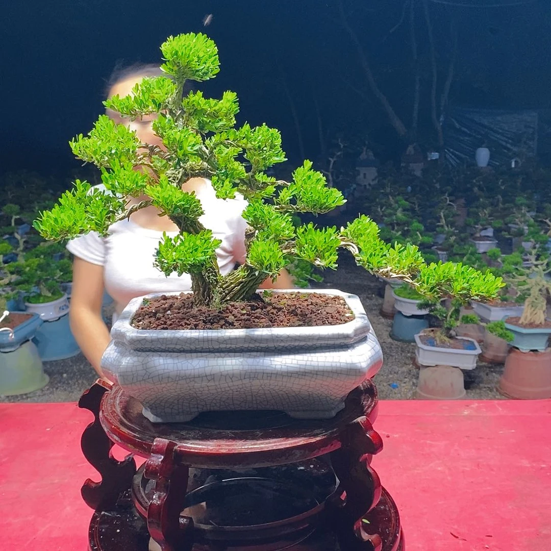 无花朵广东雀舌黄杨盆景
