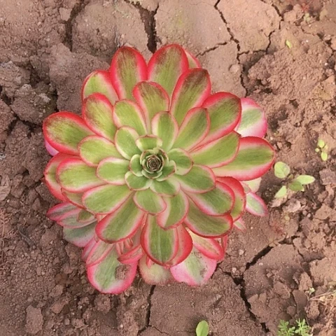 张*丫2.10-31，32荔枝多肉植物2个