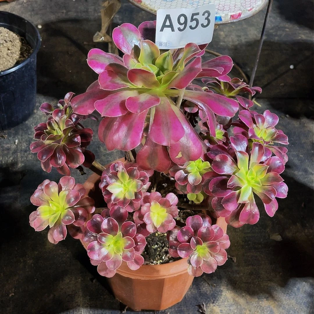 美杜莎953拖土发货