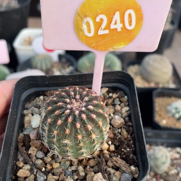 奔***8实生青花虾024000000