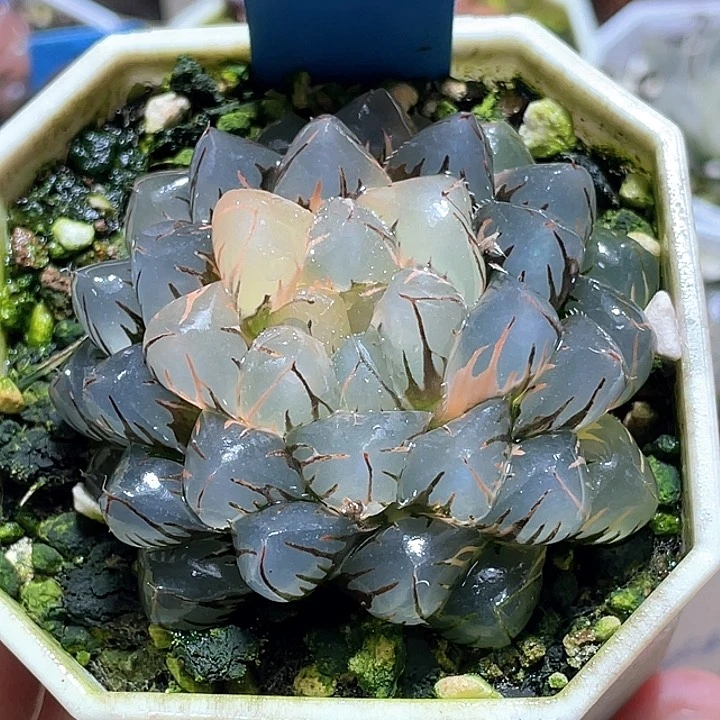 559水中月锦母本