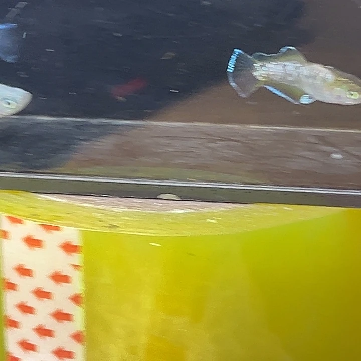 海水鱼光宽奶酪一组20