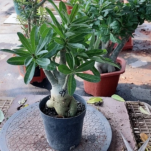 【闪购商品】无花朵卢****托