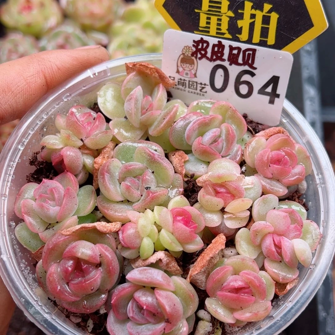 多肉植物多肉植物