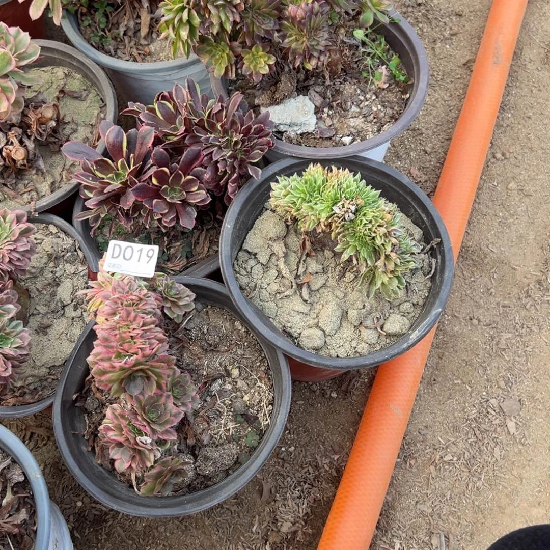 019六颗组合多肉植物法师多肉