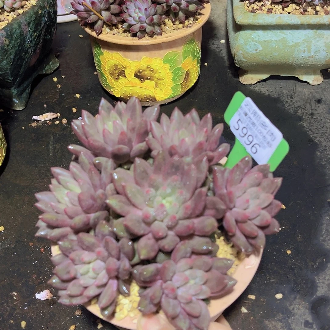 5996红蜻蜓多肉植物