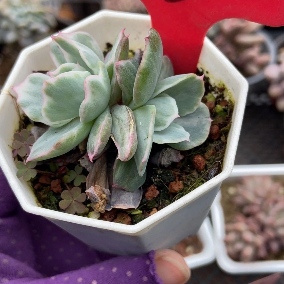 650伯克利锦多肉植物