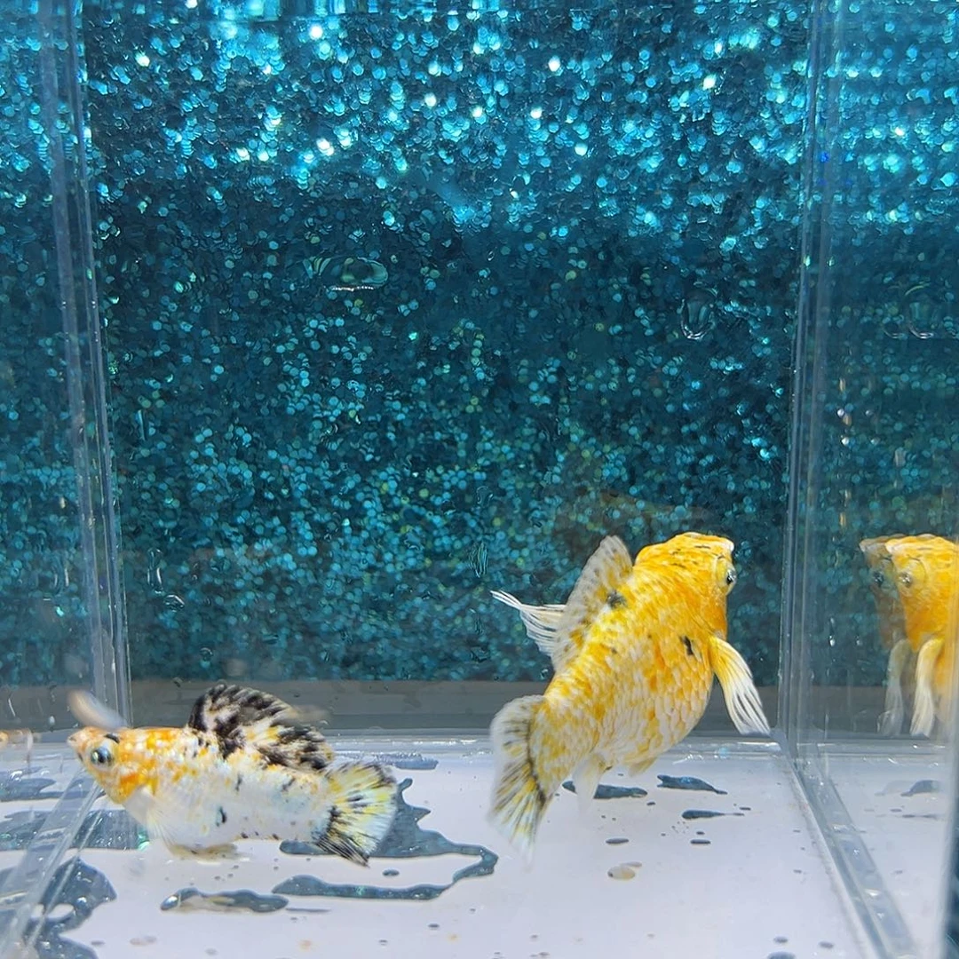 黑玛丽鱼皮卡丘玛丽一对