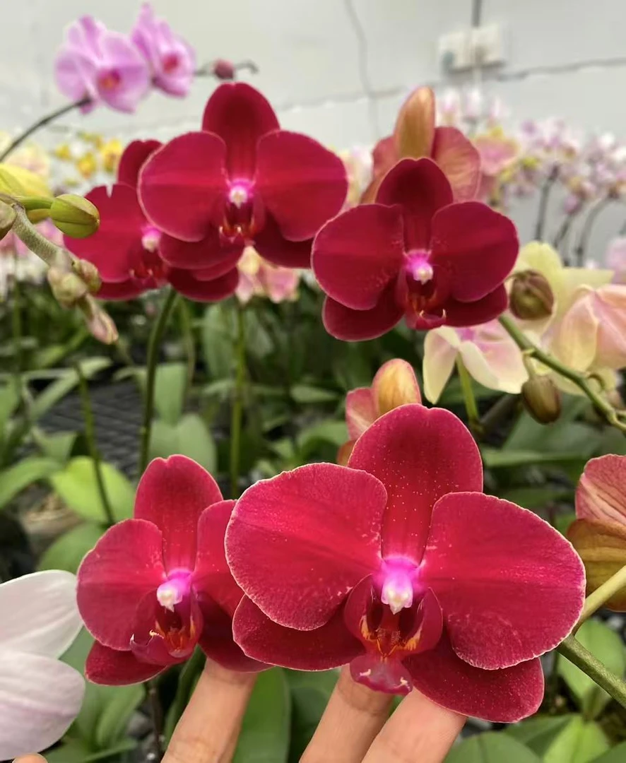 蝴蝶兰——拉菲卖苗花不售后(任意两颗包邮只拍一颗发苗)