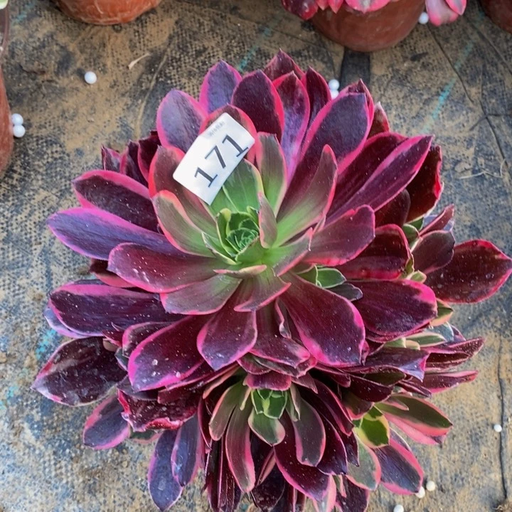 171金丝雀手捧多肉