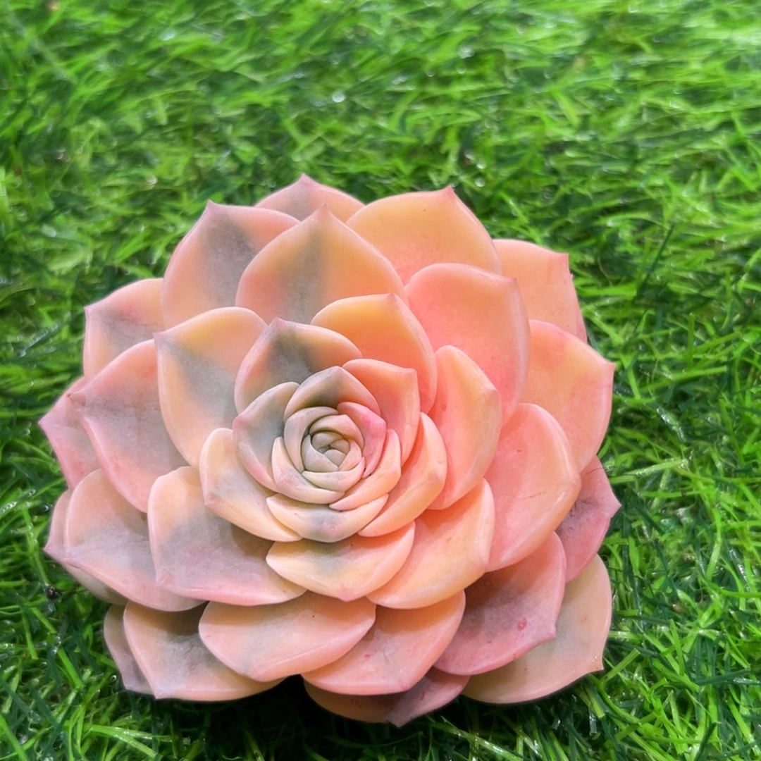 安娜玫瑰锦，一物一拍。