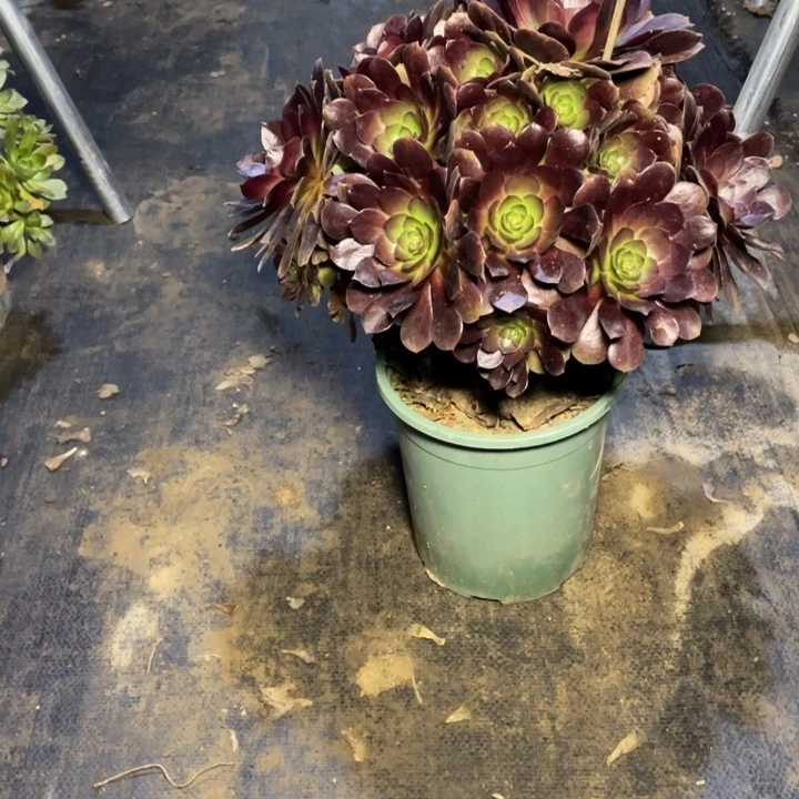 61赤焰莲的多肉植物