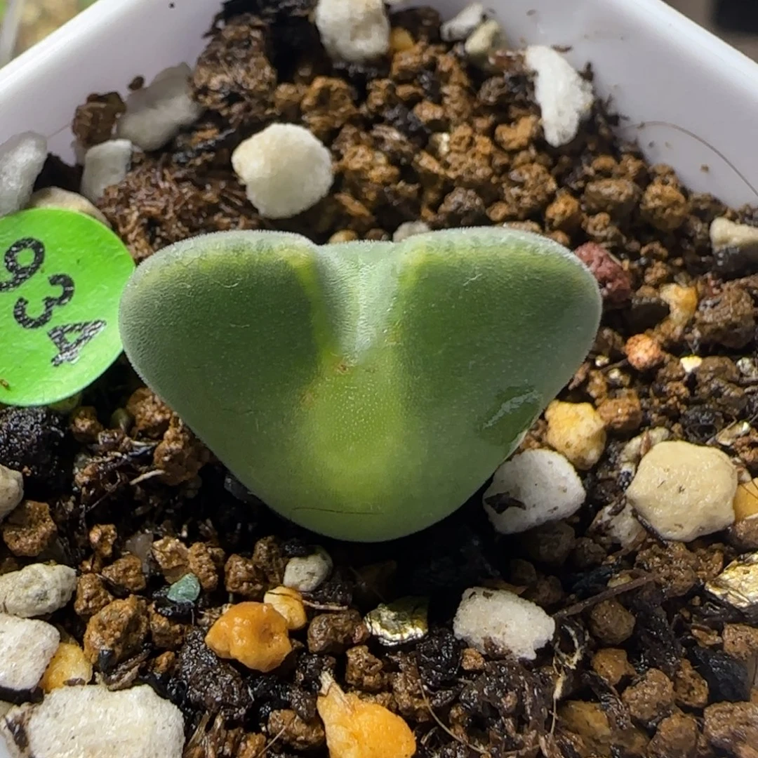 大眼睛空蝉1.9+多肉植物934