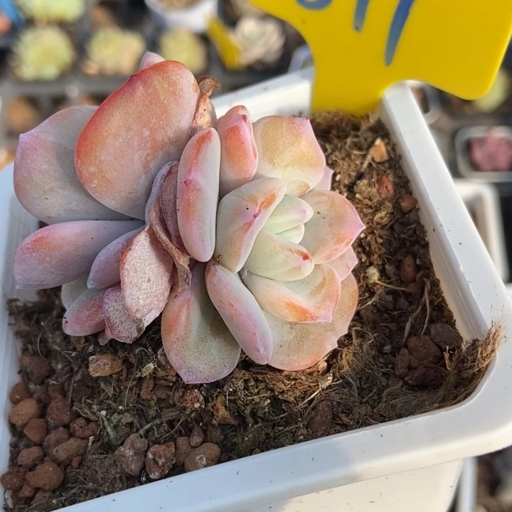 871奶茶多肉植物