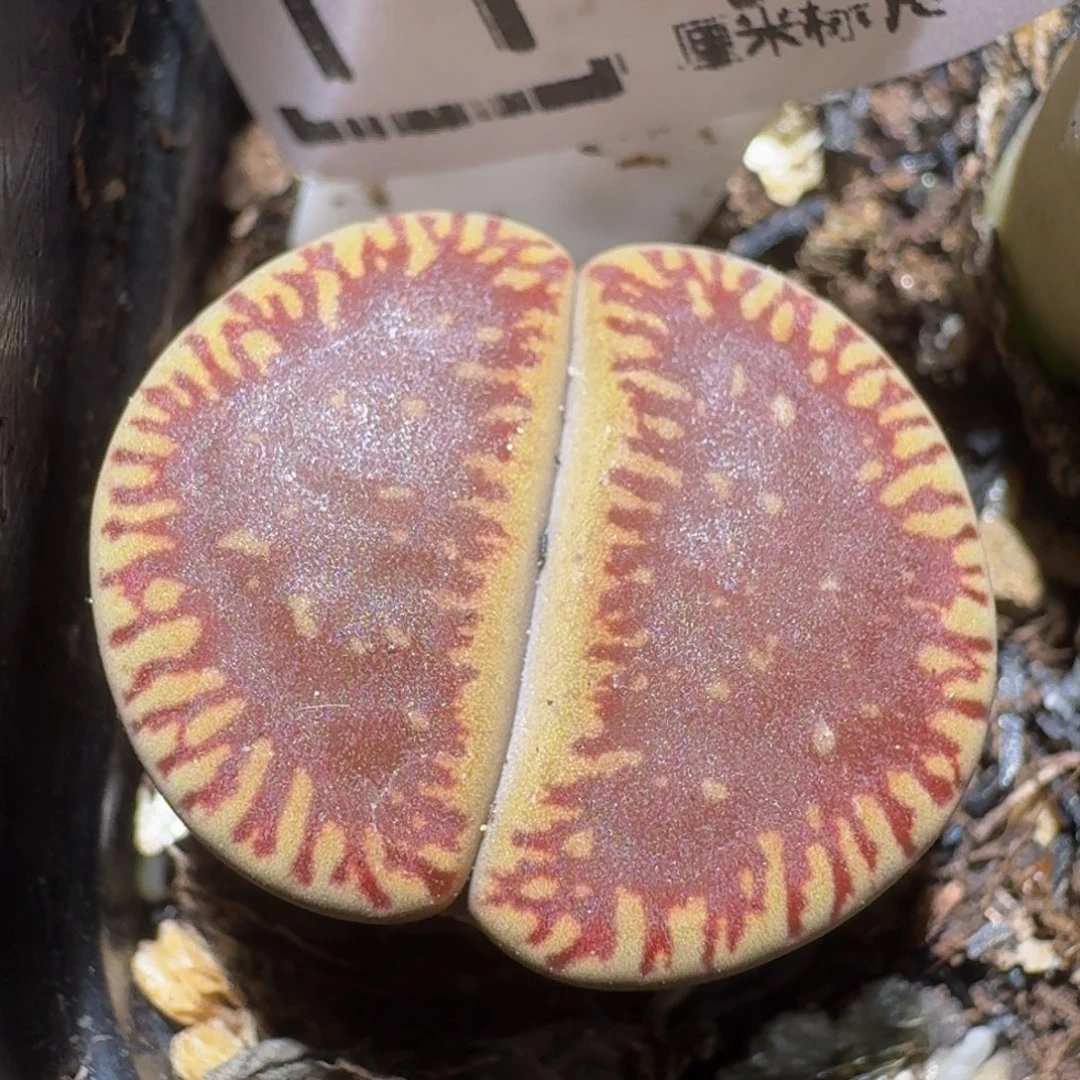 zzzz精品生石花1145