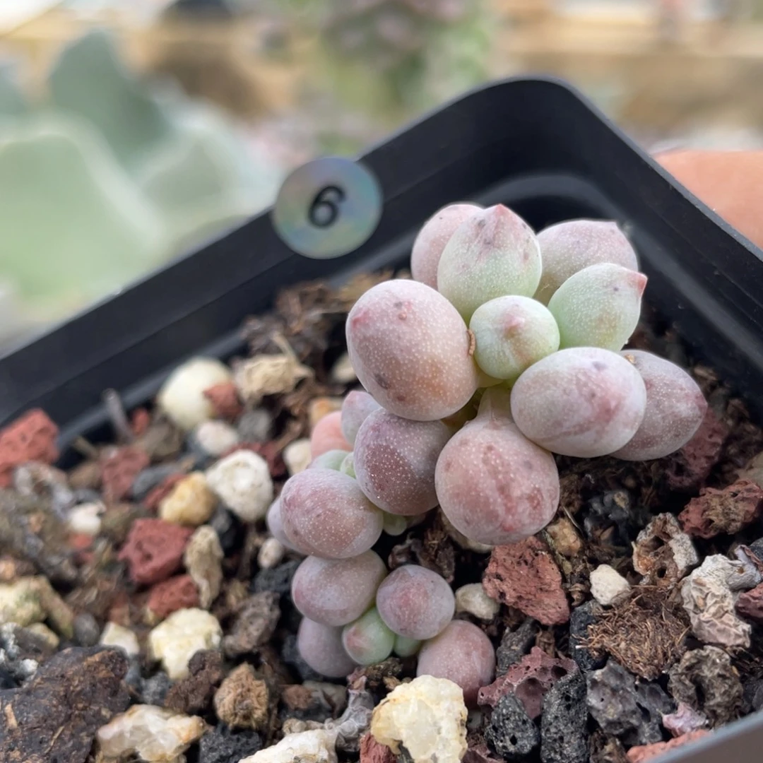 仙子奶酪多肉植物