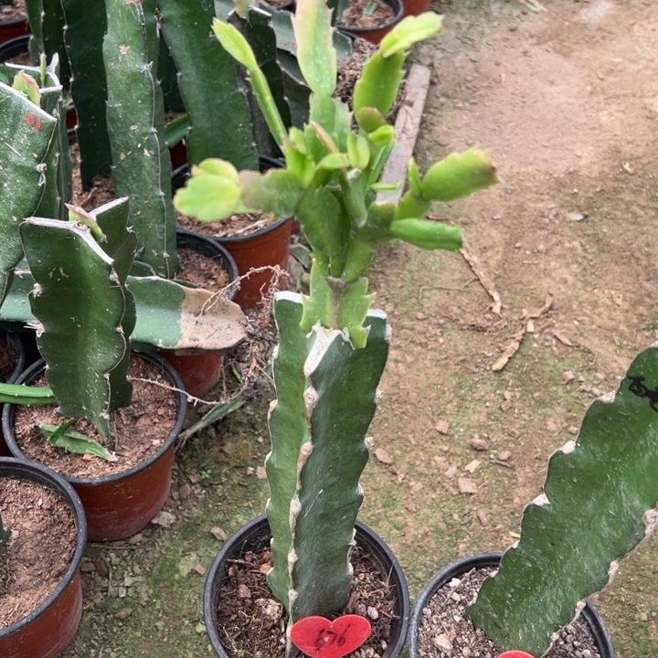 当前无花栽培后可以开花鲁迪676