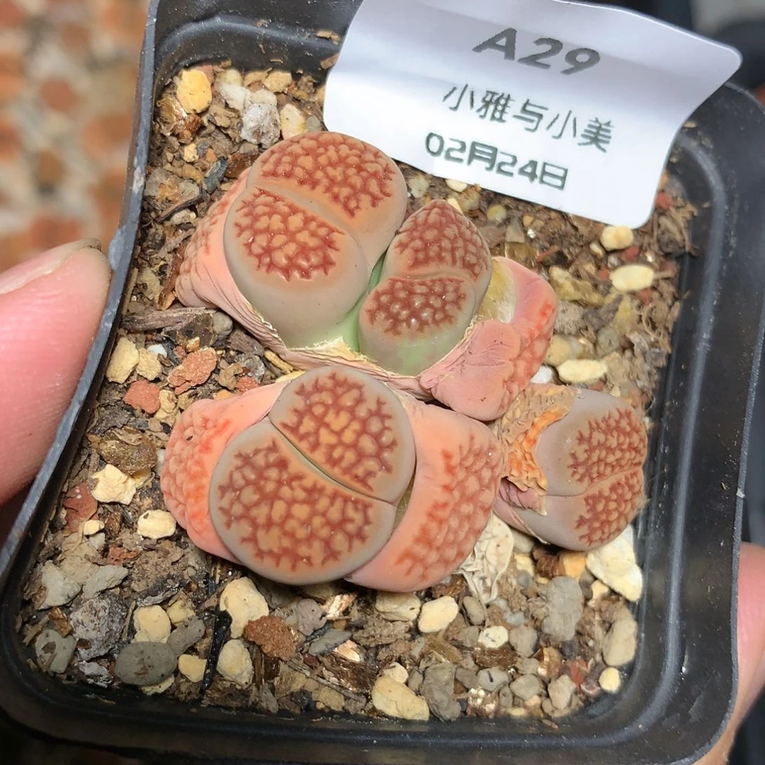 A29多肉植物保护