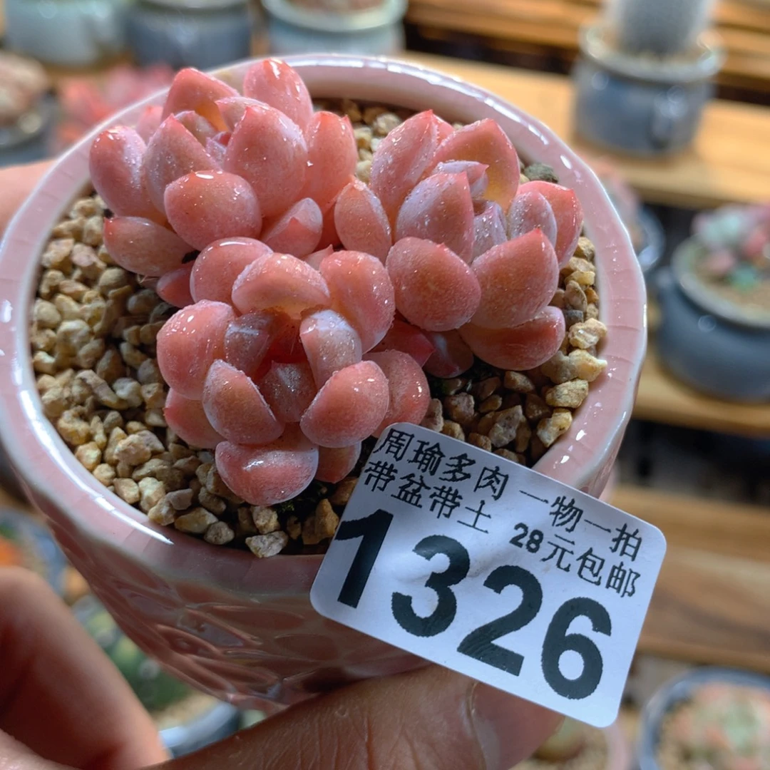 精控多肉植物1326