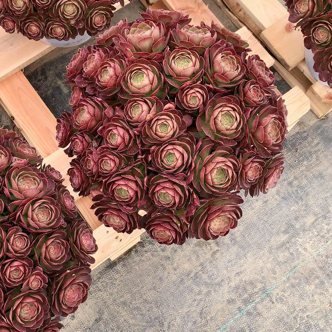 幸*法师图片多肉植物。。。。