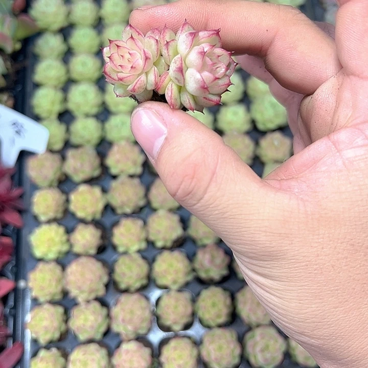 居***肉珍妮系 满10颗包邮