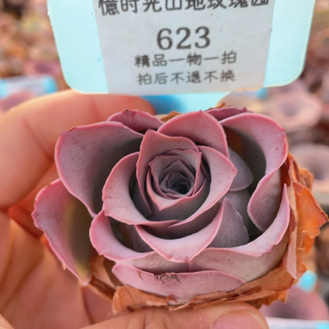 山地玫瑰623裸根发货不售后