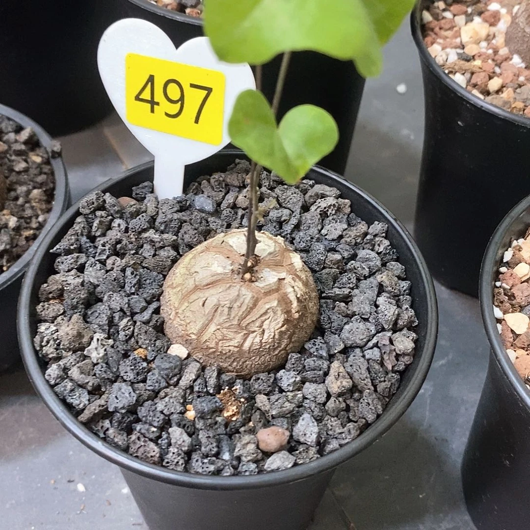 南非龟甲龙龟甲龙