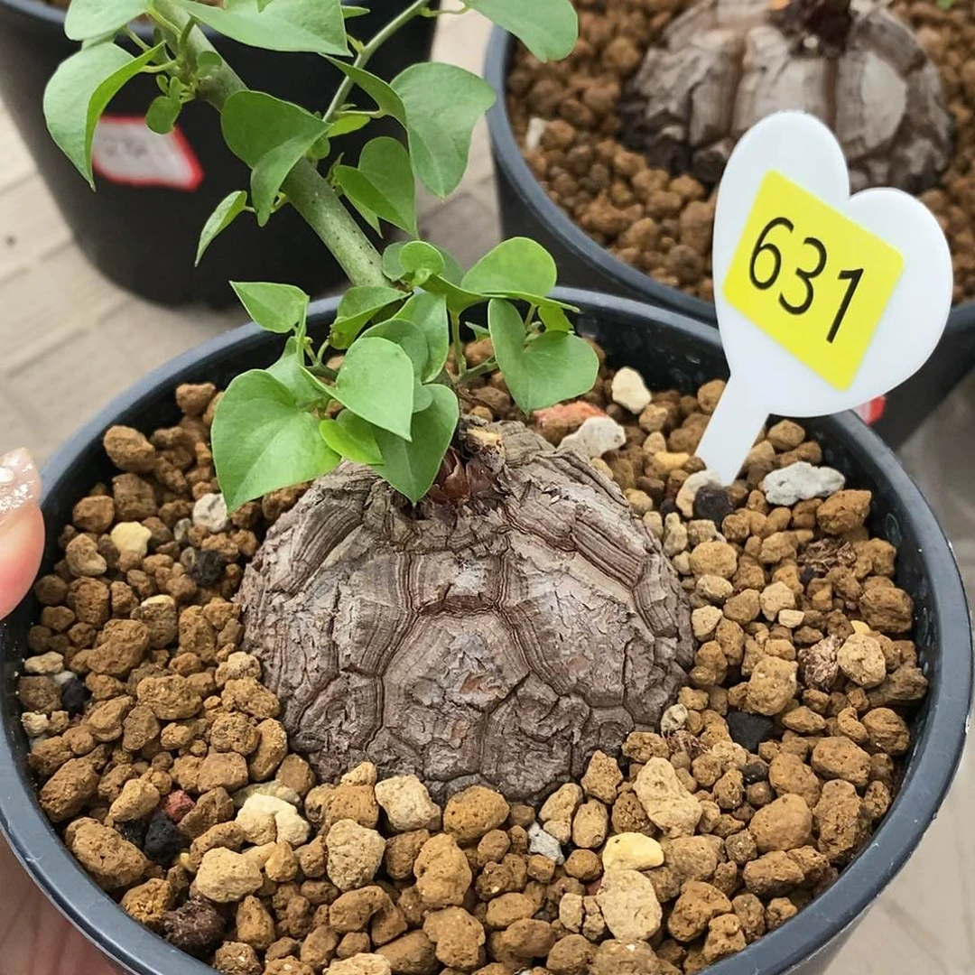 南非龟甲龙龟甲龙