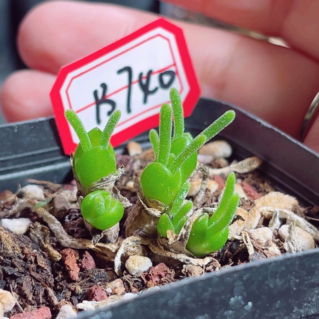 B740 一物一拍 碧光环