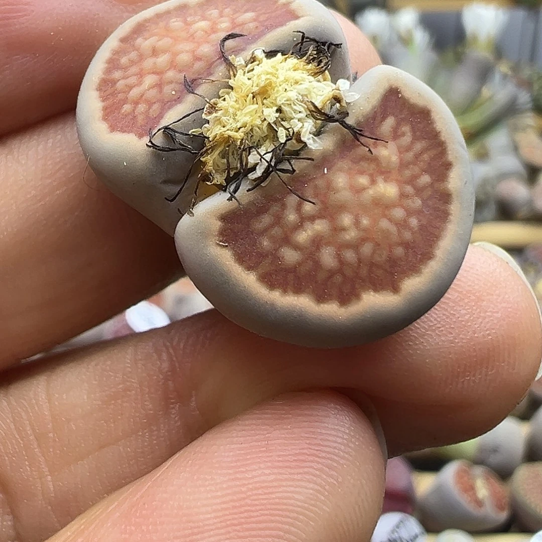 2955 清货价格不作参考