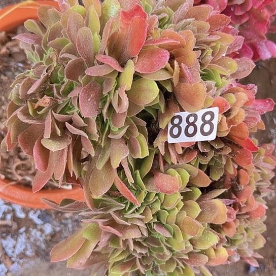 缘***多肉植物一个法师