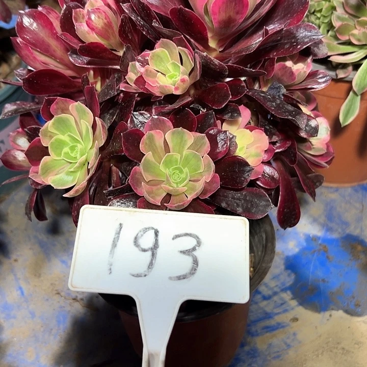 多肉植物美杜莎法师