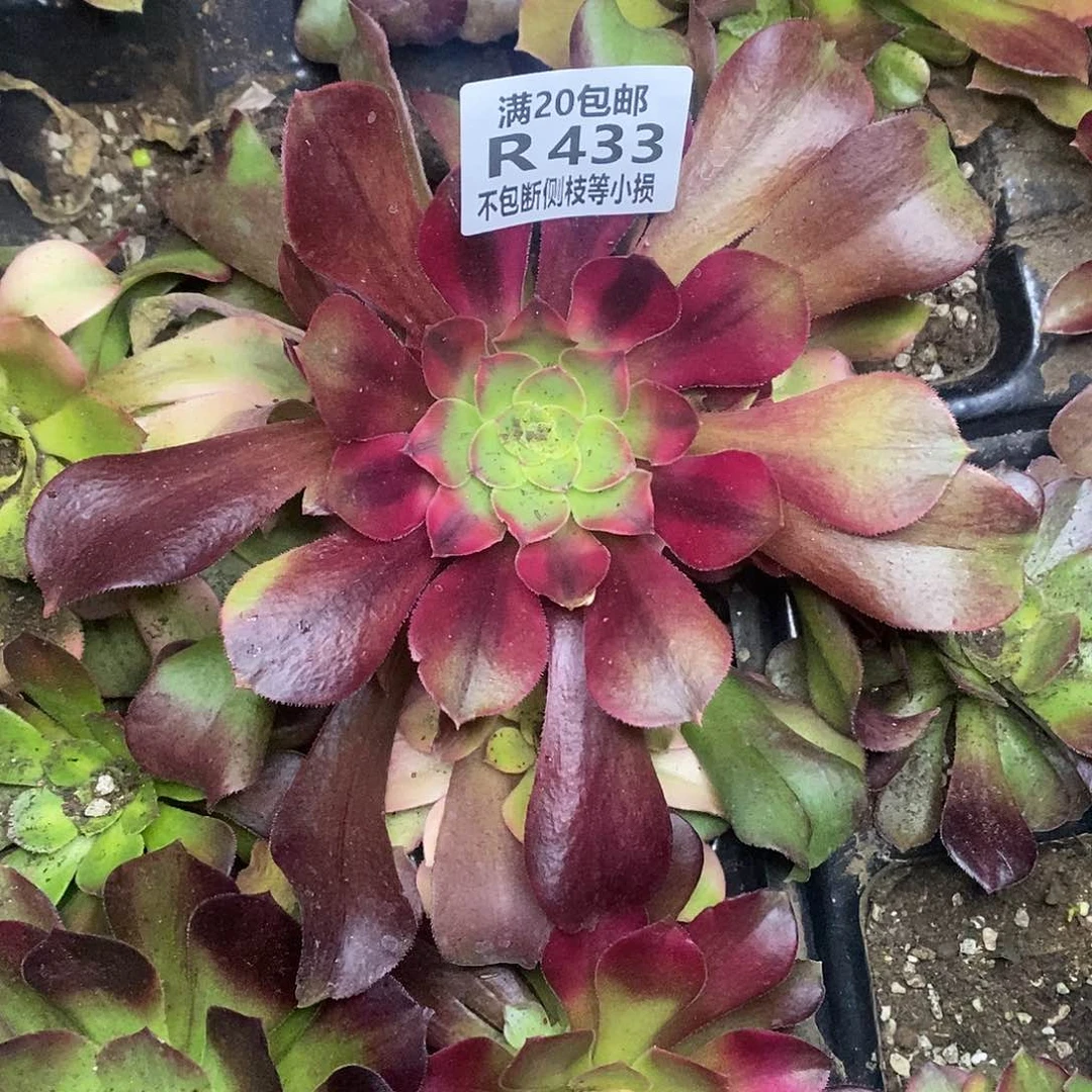 红牡丹多肉法师锦，433