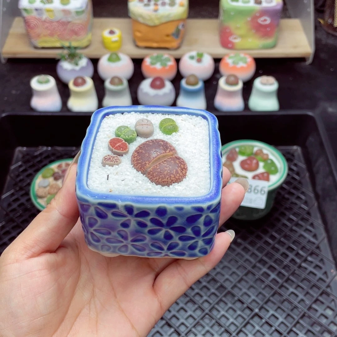 w2868 开播福利 带盆土发货一物一拍