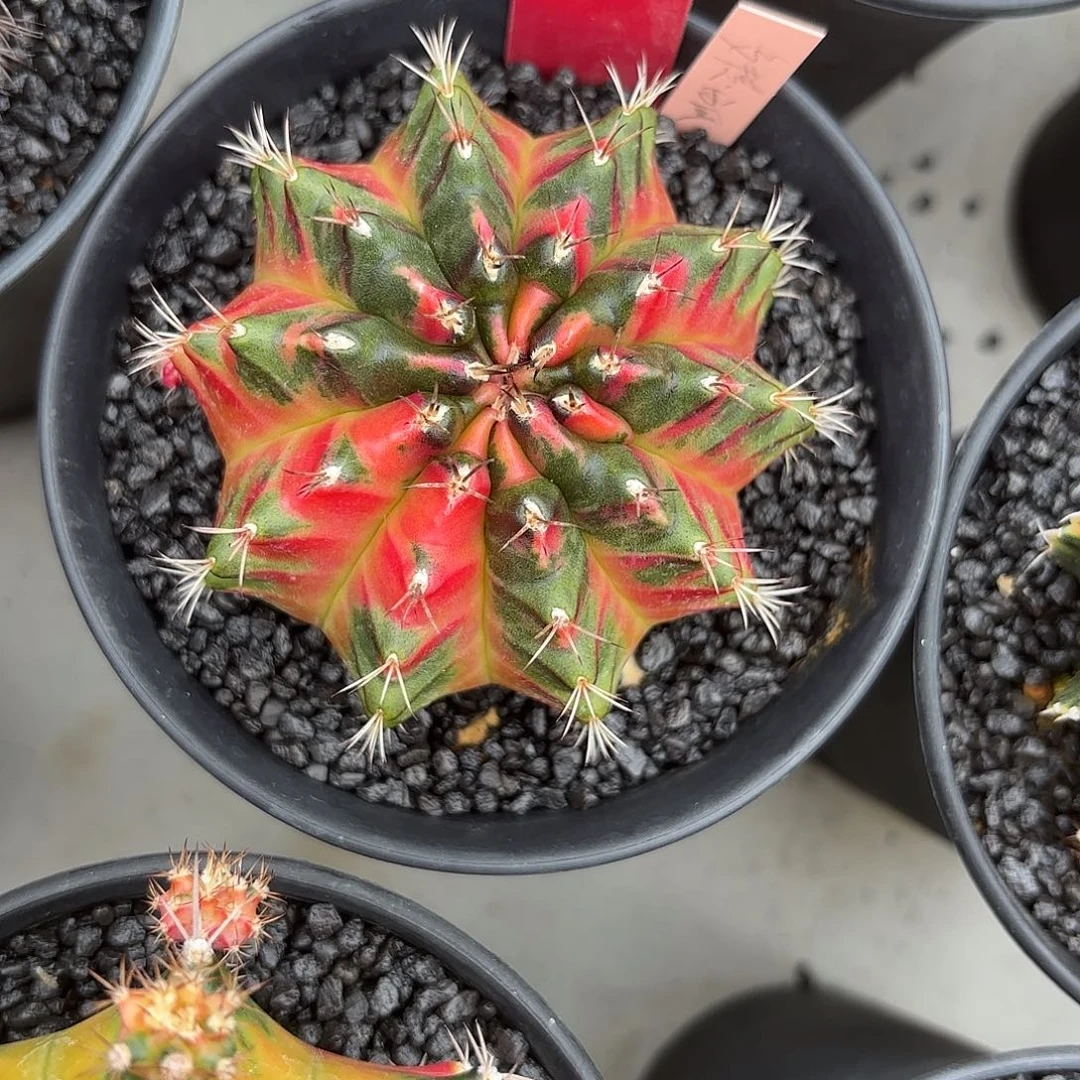 225-1030泰国发货多肉