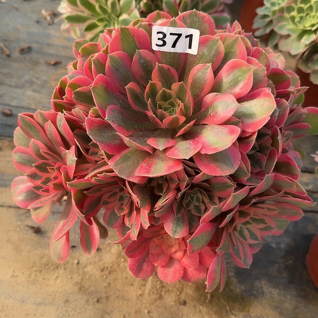 有断枝特价女妖371号