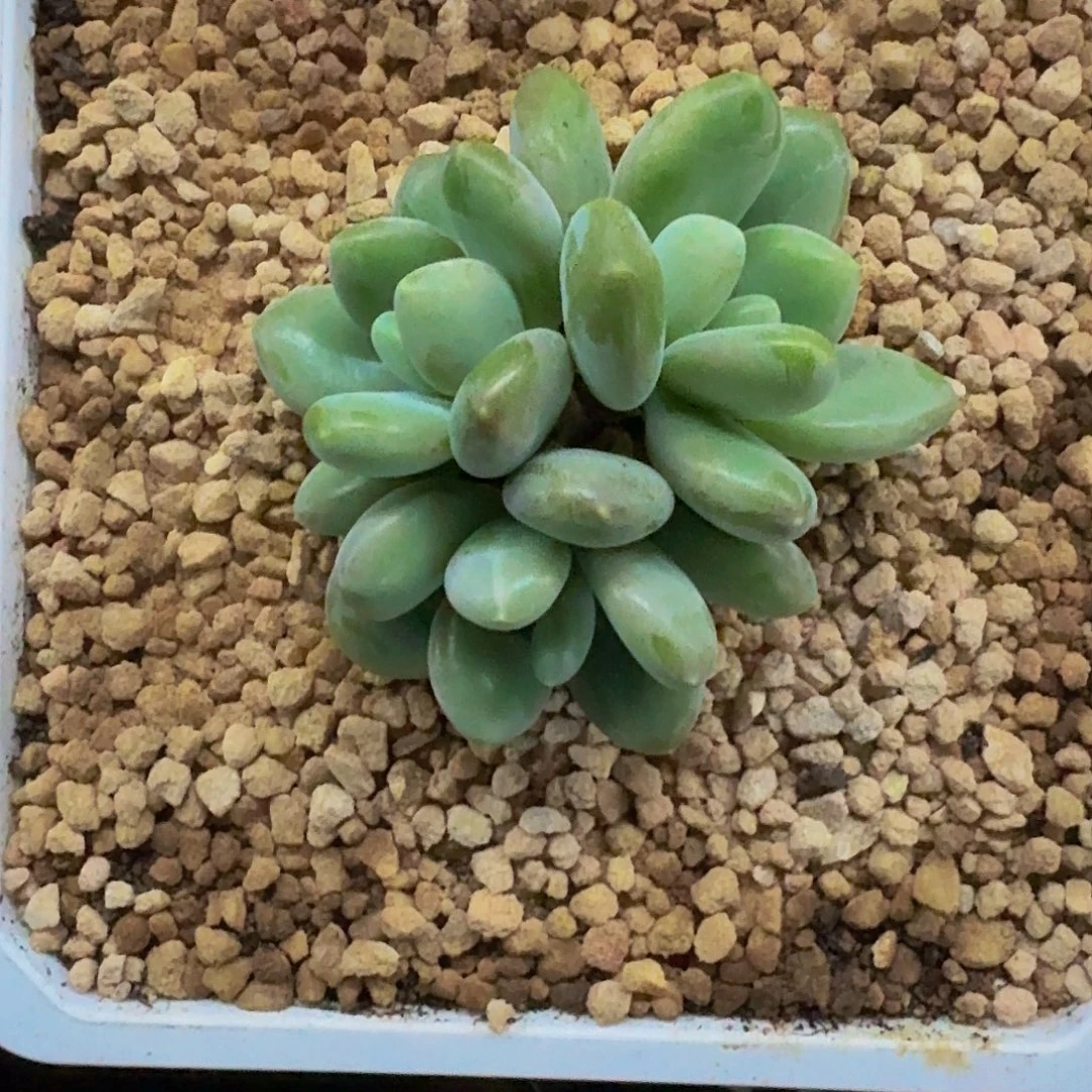 X系列 美人新品 （奶龙）3头