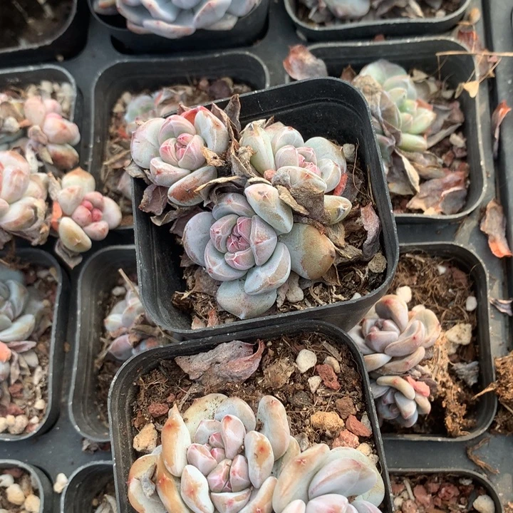 星影群随机发满18包邮