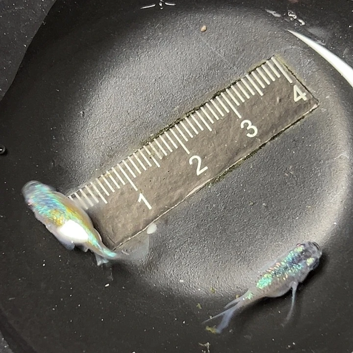 青鳉鱼海王星球一组34