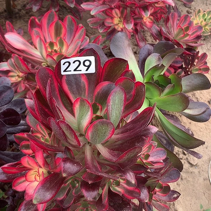 229香奈儿多肉植物1